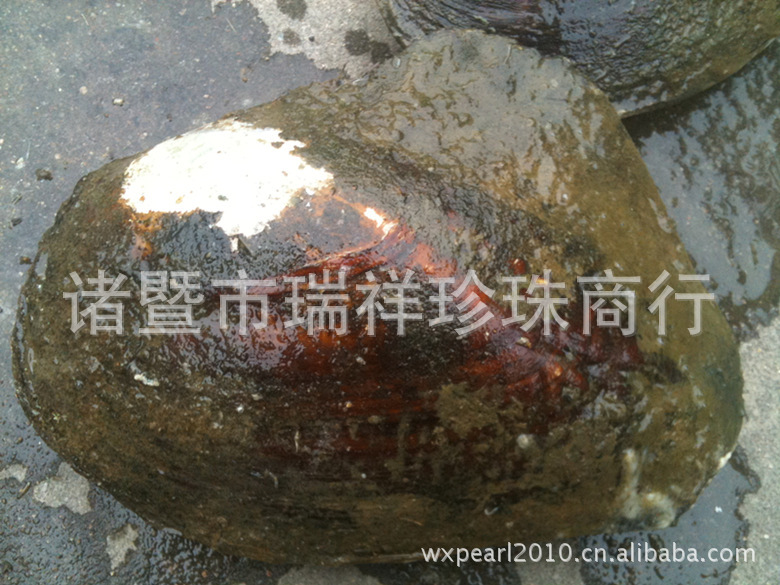 海南万宁：党建在一线活力在湾区收益在乡村(图1)