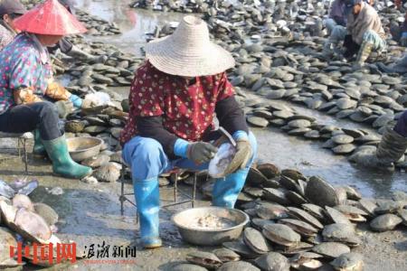 珍珠是怎么养殖的？实拍养殖过程怪不得珍珠这么贵丨生财有道(图1)