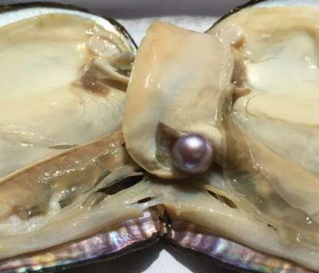 淡水珍珠蚌一个多少钱(图1)