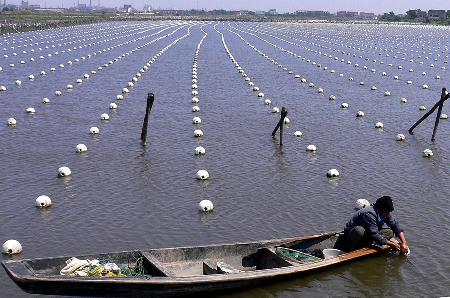 2024年全球淡水養殖珍珠行業總體規模、主要企業國內外市場占有率及排名(图1)