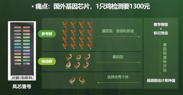 从国外垄断到全球领先中国蛋鸡逆袭了(图2)