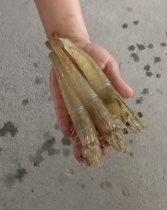 闽宁同筑梦山海续华章丨贺兰县：深化闽宁协作赋能渔业高质量发展(图5)