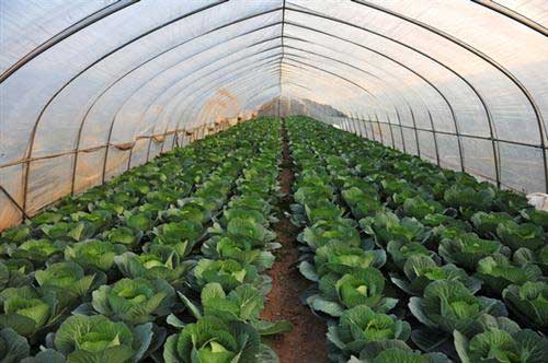 帮农网种植技术养殖技术农业信息-第117页(图5)