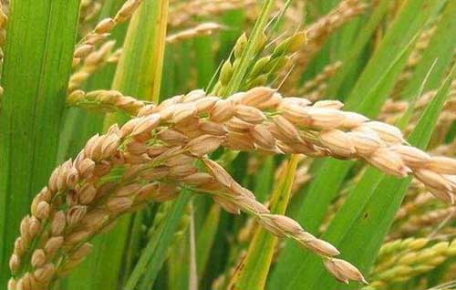 帮农网种植技术养殖技术农业信息-第117页(图9)