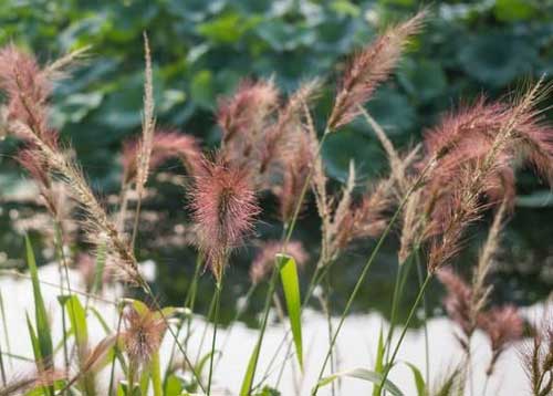 帮农网种植技术养殖技术农业信息-第117页(图14)
