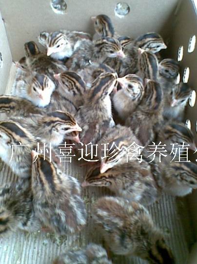 宁夏贺兰:闽宁协作现代渔业项目迎来首批虾苗投放(图1)