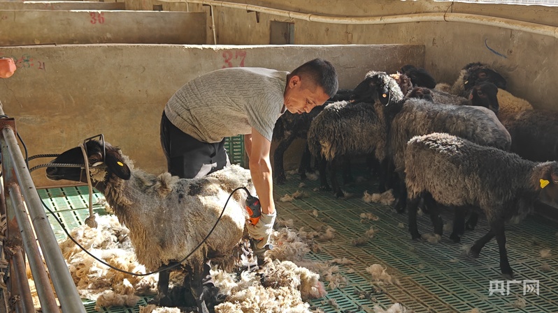 昆仑草场风正劲“边牧”扬蹄正当时(图6)