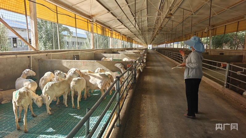 昆仑草场风正劲“边牧”扬蹄正当时(图5)